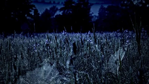 Night Spider Web with Dew Drops – 4K Cinematic Stock-Footage 320664594