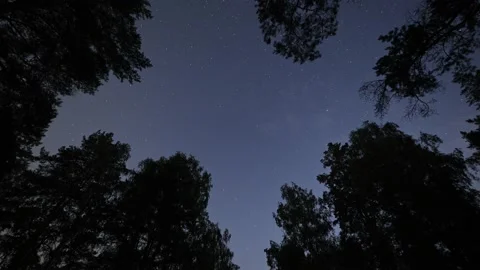 Night starry sky through the forest tree tops Stock-Footage 219551206