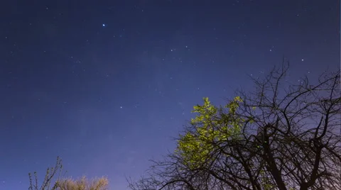 Night Stars Sky With Tree Stock Footage 49072412