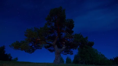 Night Stars Time Lapse Sky Turning Space, forest trees foreground 스톡 동영상 79673405