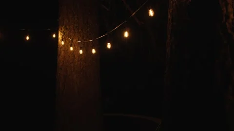 Night string lights hanging on trees in the forest Stock Footage 318740161