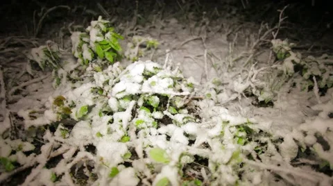 Night summer snow Stock Footage 50825535