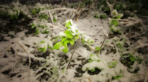 Night summer snow Stock Footage 50825569