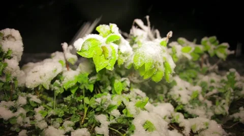 Night summer snow Stock Footage 50825613