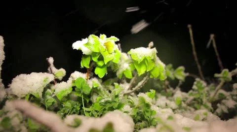 Night summer snow Stock Footage 50871210