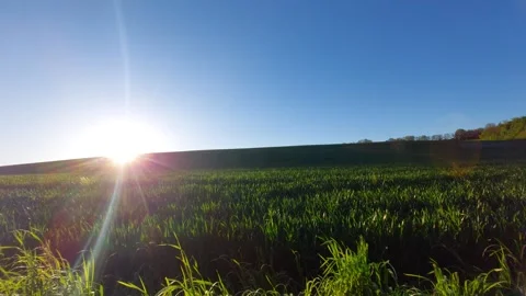 Night Sunset Over Green Wheat Field with Clear Blue Sky Stock Footage 334137592