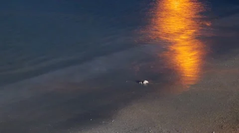 Night surf 5-2 Stock Footage 7729456