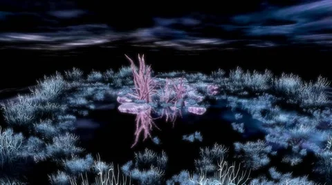Night Swamp Stock Footage 45986673