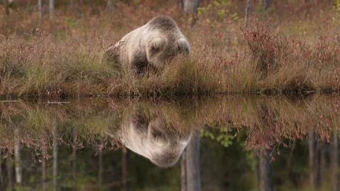 Night in taiga Bear hidden in dark forest. Trees and lake with bear. Beautiful b 動画素材 346997633