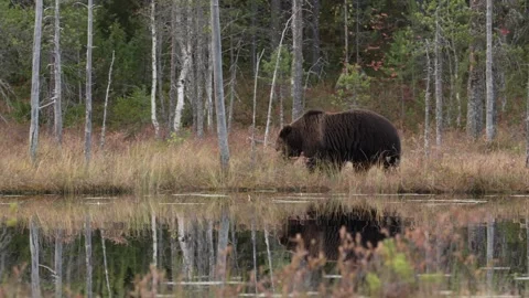 Night in taiga Bear hidden in dark forest. Trees and lake with bear. Beautiful b Vídeos de archivo 346997845