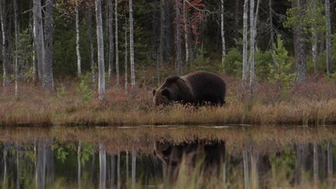 Night in taiga Bear hidden in dark forest. Trees and lake with bear. Beautiful b 動画素材 346997903