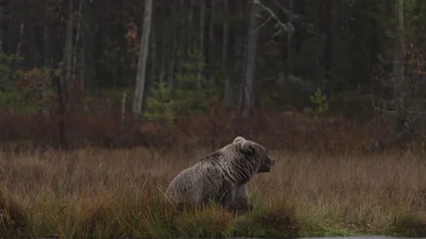 Night in taiga Bear hidden in dark forest. Trees and lake with bear. Beautiful b 스톡 동영상 346998465