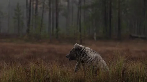 Night in taiga Bear hidden in dark forest. Trees and lake with bear. Beautiful b 库存影片 346998558