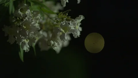 Night time car pass Stock Footage 95545800