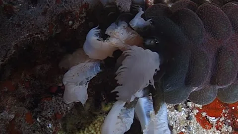 Night Time Feast Eupata Godeffroyi Sea Cucumber in Papua New Guinea Stock Footage 324175978