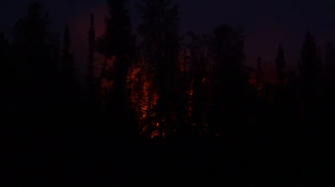 Night time forest fire explodes Stock Footage 66570305