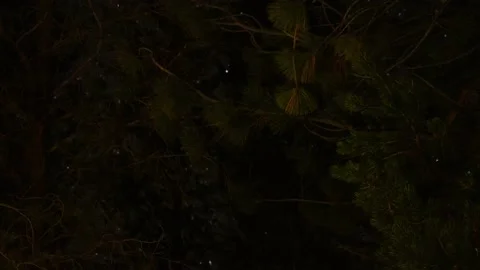 Night Time Forest Trees with Stars Beind Them Time Lapse Stock Footage 229426482