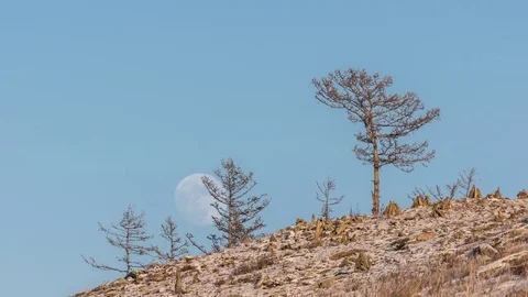 Night Time lapse Large full bright moon rises from above hill into sky. Stock Footage 73617137