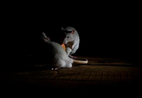 Night - time of rat! Stock Photos