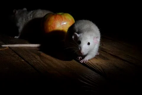 Night - time of rat! Stock Photos