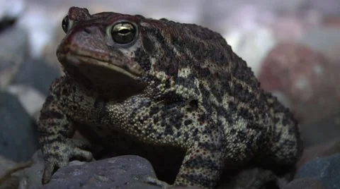 Night time shot of Minnesota Toad 動画素材 41984099