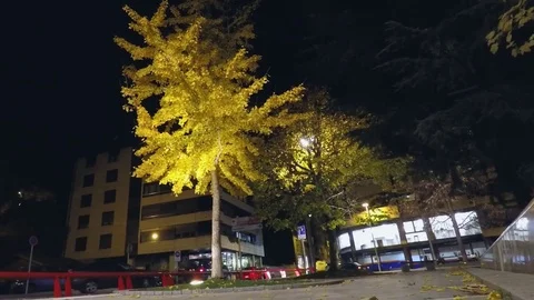 Night Time Street Traffic Stock Footage 83036587