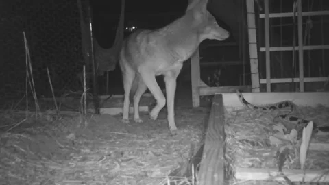 Night time video from Infrared camera of urban coyotes in a garden howling . Stock Footage 288875415
