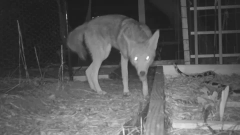 Night time video from Infrared camera of urban coyotes in a garden howling . Video stock 288875423