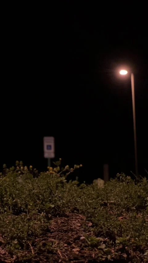 Night time weeds Video stock 195579551