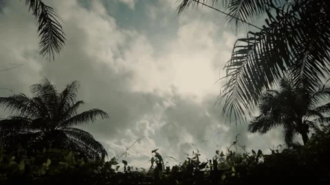 Night timelapse with full moon glowing like sun, fast-moving clouds and palm Stock Footage 309913638