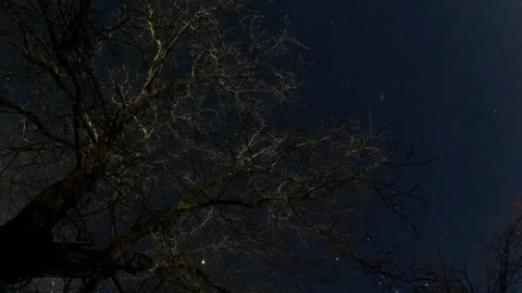Night Timelapse of Leafless Walnut Tree Under Starry Sky From Low Angle 2025 Stock Footage 325069184