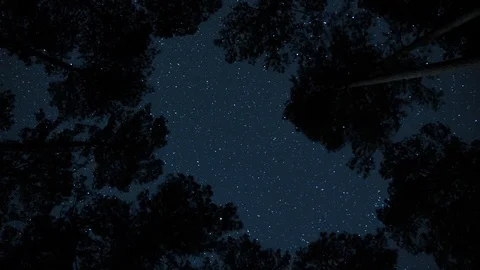 Night Timelapse Looking up Through the Trees Stockbeeldmateriaal 92447175