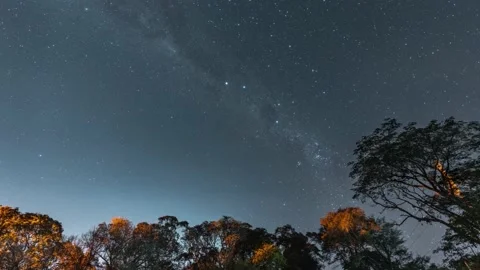 Night timelapse of the milky way with trees in the foreground Video stock 157647280