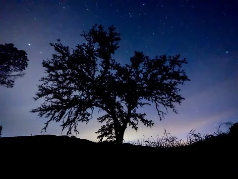 Night Timelapse of Oak Tree 4.6K Stock Footage 81572728