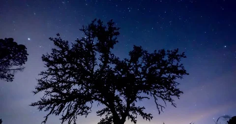 Night Timelapse of Oak Tree 4K Stock Footage 81561317