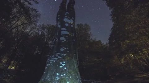 Night Timelapse Of A Old Dead Tree In A Forest Covered With Fungi 4K Stock Footage 51487556