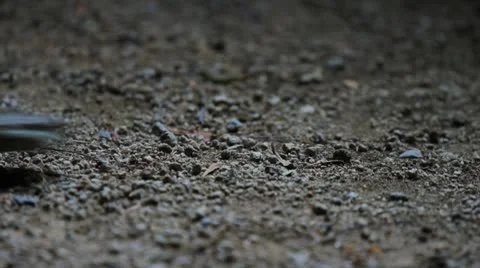 Night toad jumps Stock Footage 8913958