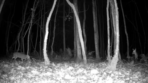 Night trail camera footage of two muntjac deer in a British woodland Video stock 289675246