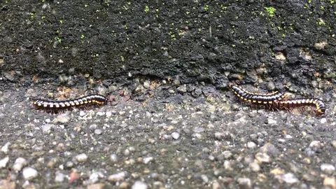 Night train millipede 1 Stock Footage 119138308