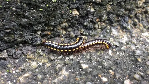 Night train millipede 2 Stock Footage 119138110