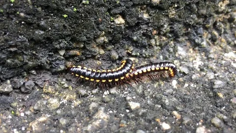 Night train millipede 3 Stock Footage 119138280