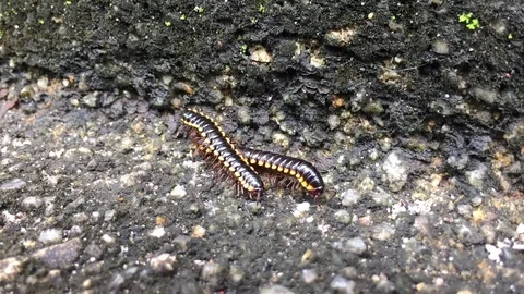 Night train millipede 5 Stock Footage 119138124