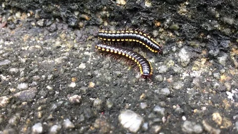 Night train millipede 6 Stock Footage 119138608