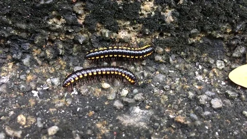 Night train millipede 7 Stock Footage 119138645