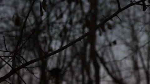 Night Tree Branches Video stock 91044995
