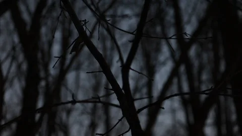 Night Tree Branches Stock Footage 91045001