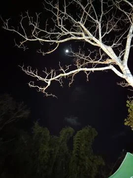 Night tree Stock Photos