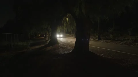 Night Tree Shadows With Car Headlights Stock Footage 220788913
