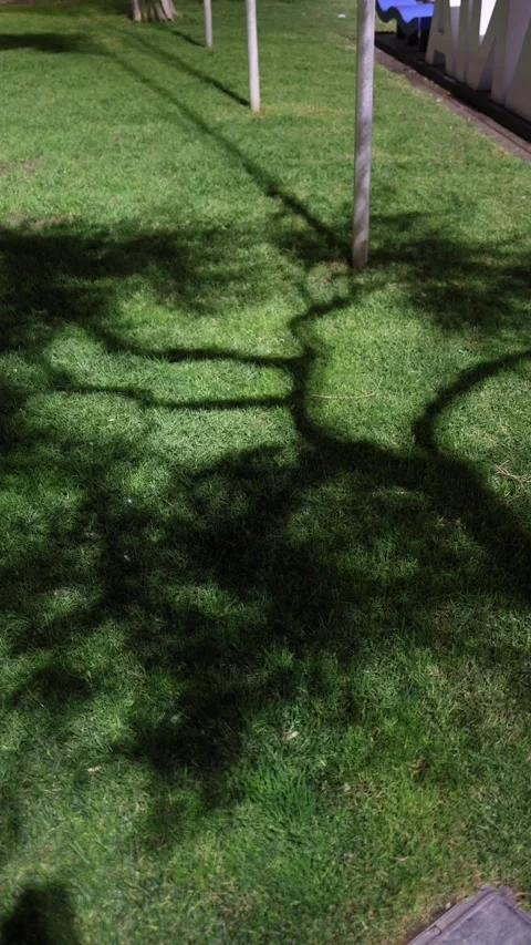 Night tree shadows on green grass Stock Footage 327925319