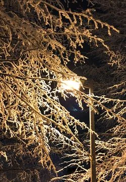 Night tree in the snow Foto stock